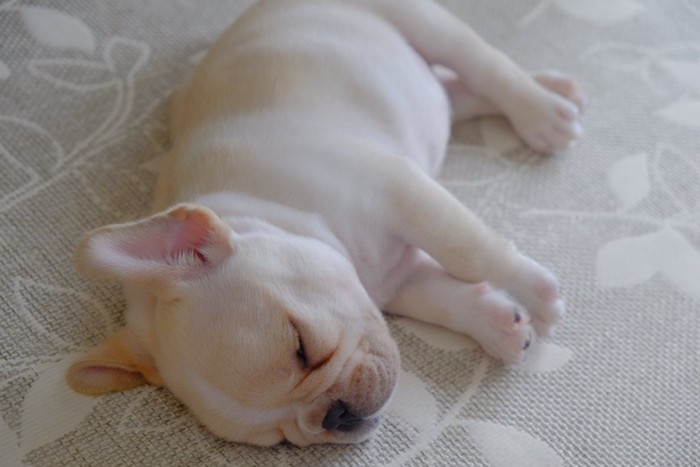 心地良さそうに眠っているフレンチブルドッグの子犬