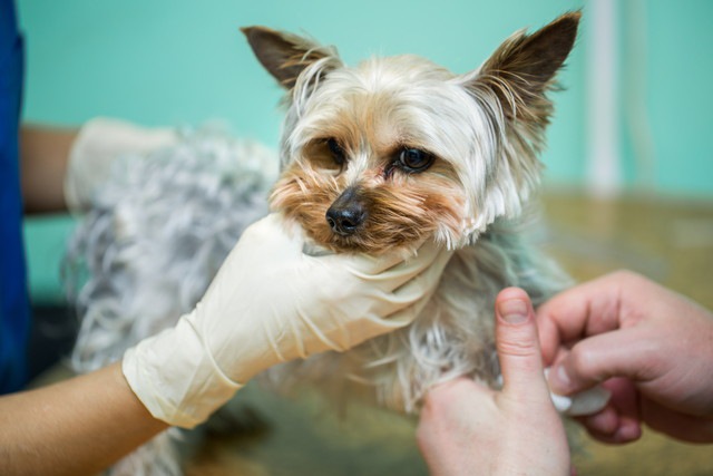 獣医に触診されている犬