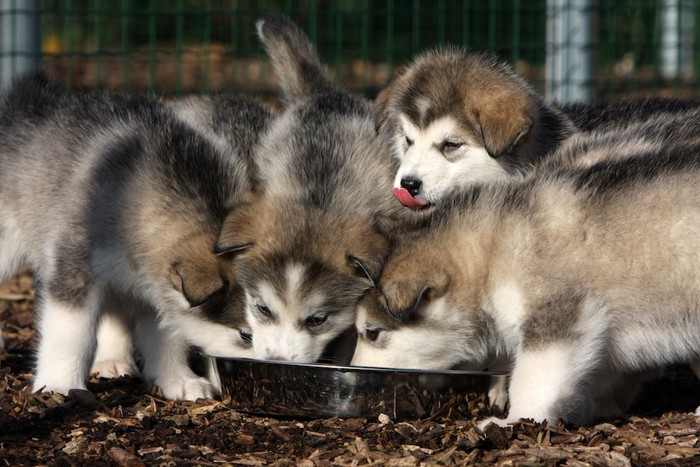 食事中のシベリアンハスキーの子犬たち