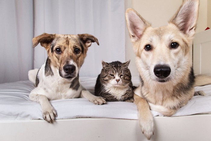 2頭の犬と1匹の老猫