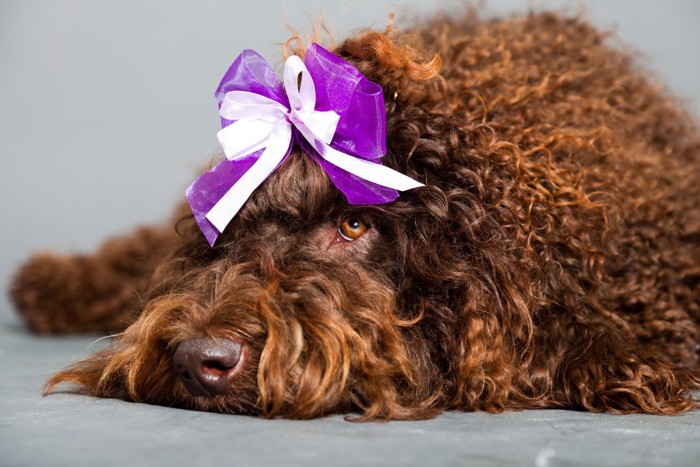 床に伏せるバルビーの顔のアップ