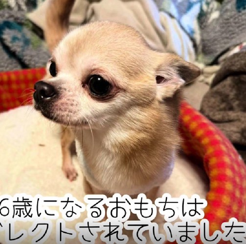 ネグレクトを受けていた