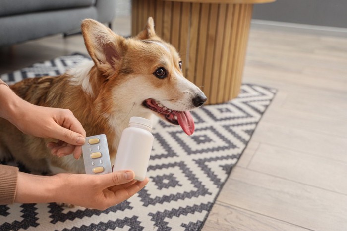 犬のそばで薬のシートとボトルを持つ人の手