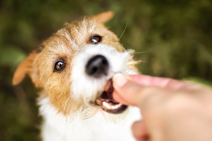 おやつを食べる犬