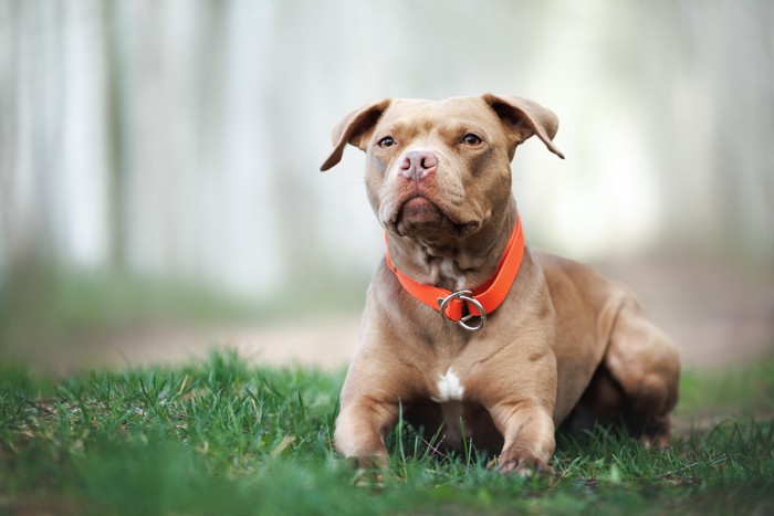 芝生に伏せて遠くを見つめるアメリカン・ピット・ブル・テリア