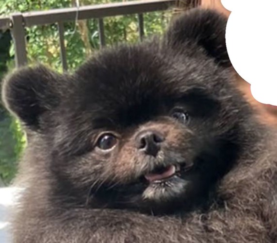 口を開けて見上げる黒い犬