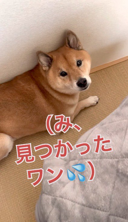 飼い主と視線が合った犬