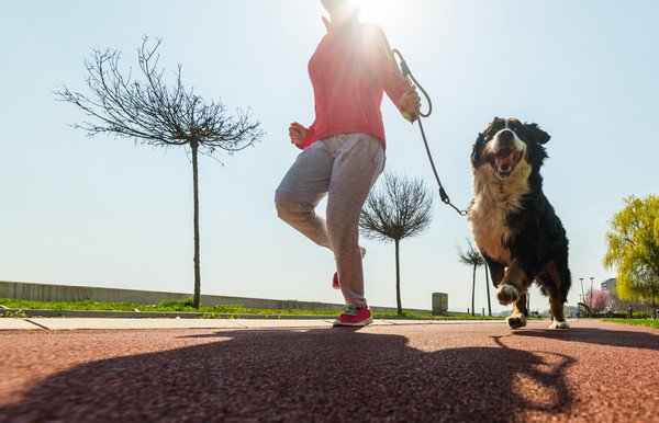 犬が朝ごはんを食べない時の対策