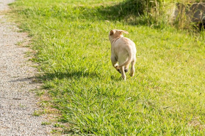 走って逃げる犬の後ろ姿