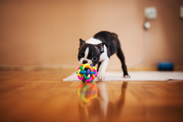 一人遊びする犬