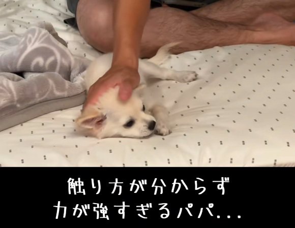 ソラくんをなでるパパ