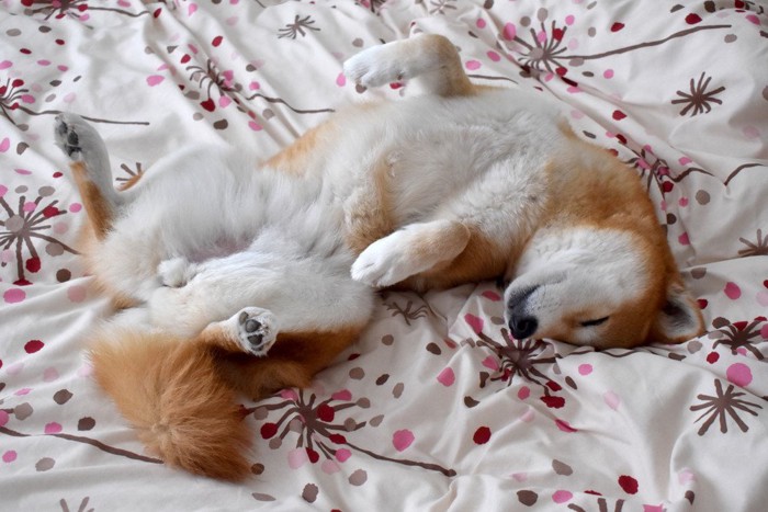 仰向けに寝ている柴犬