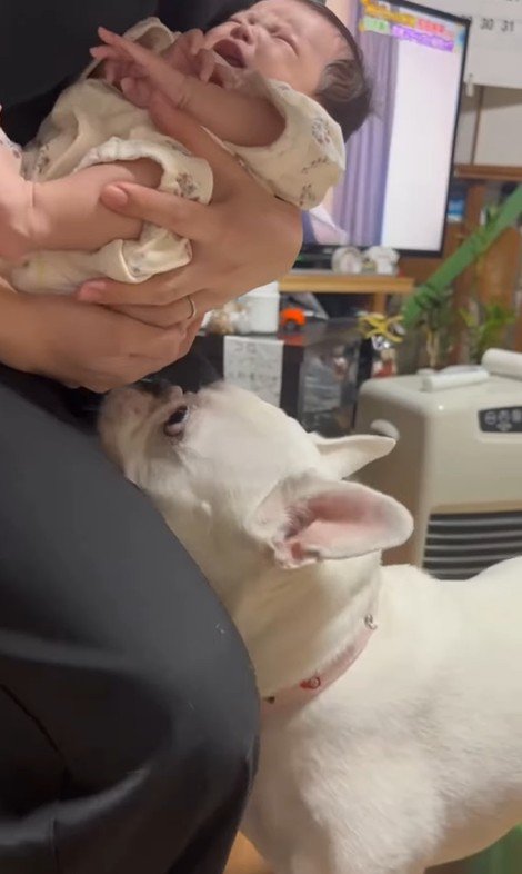 コロちゃんと赤ちゃんの初対面5