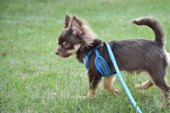 ハーネスを着けて散歩する犬