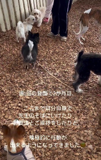 幼稚園に通うようになると…