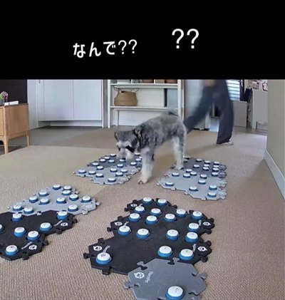 飼い主がトイレを確認するもきれいな状態