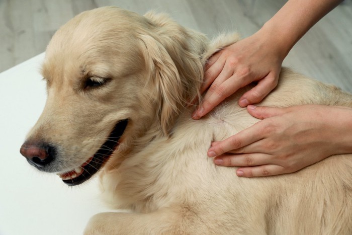 愛犬の体を触る飼い主