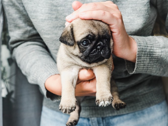 飼い主に抱っこされてなでられているパグの子犬