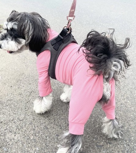 スーツ姿の犬2