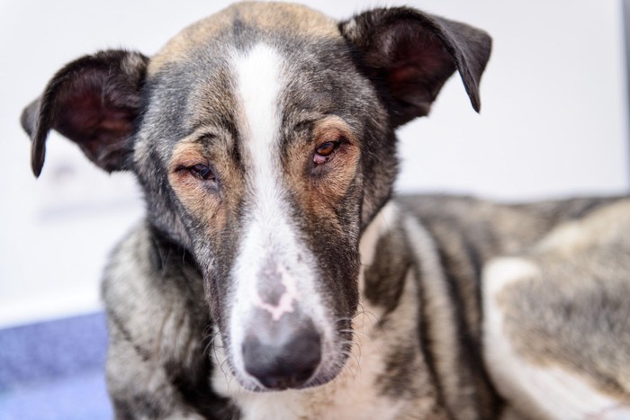 目を開けづらそうな犬