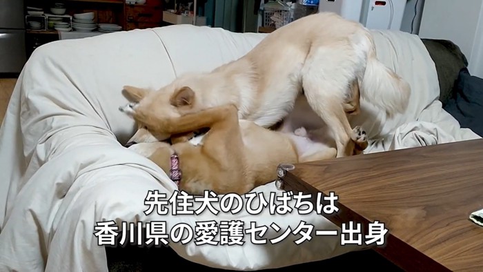 犬2匹