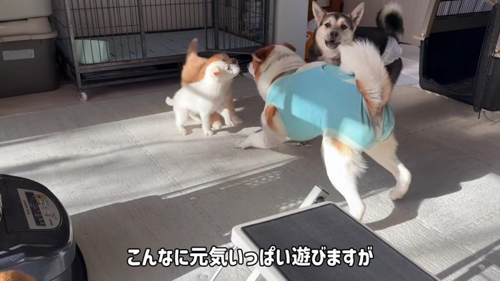先輩犬とはすぐ仲良しに！