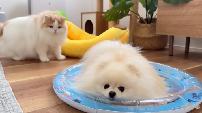 「ひんやりして気持ち良い♪」