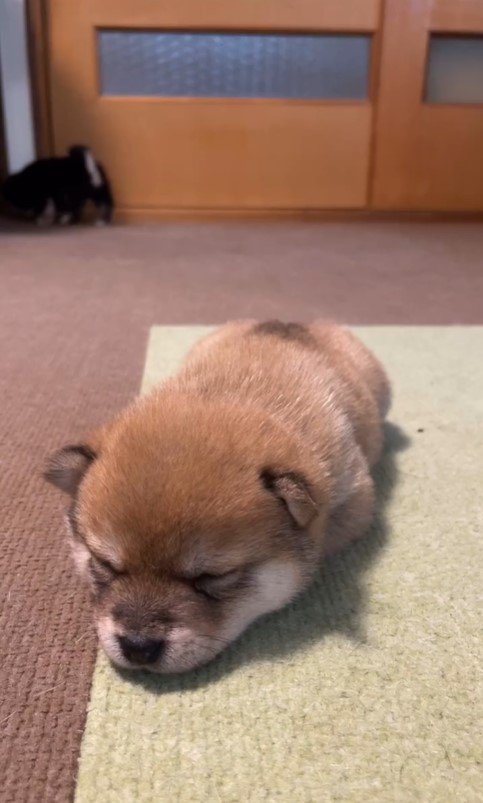 2匹の赤ちゃん犬8