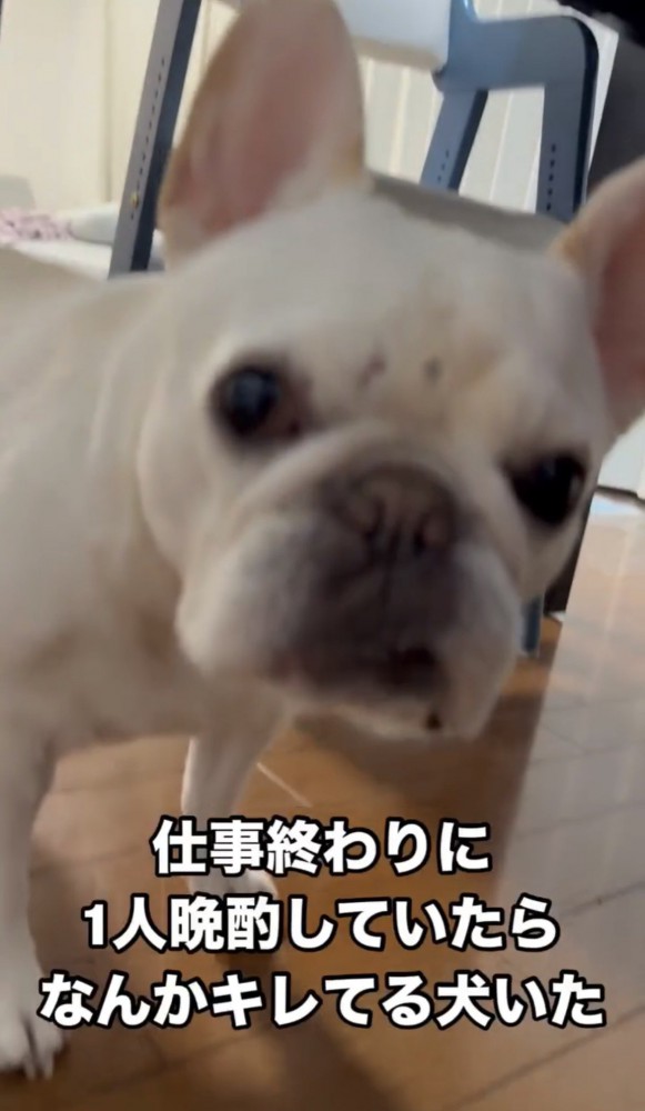 じっとこちらを見る犬