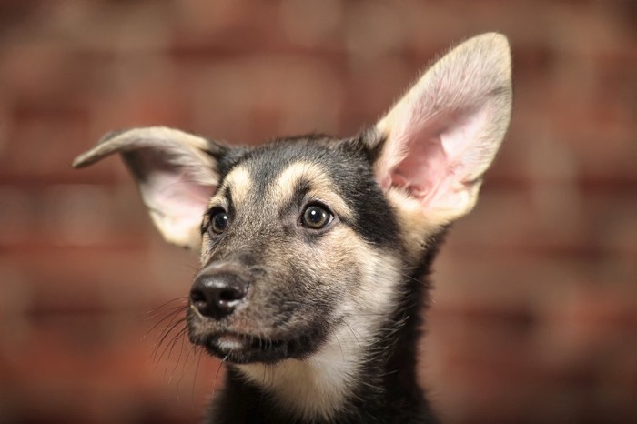 音に注目する犬