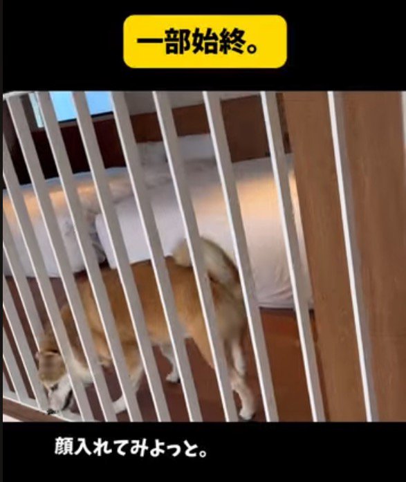 柵の間に頭を入れる犬