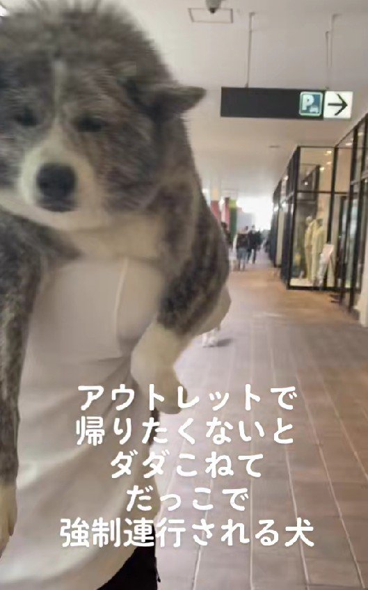 パパに強制連行されてしまった