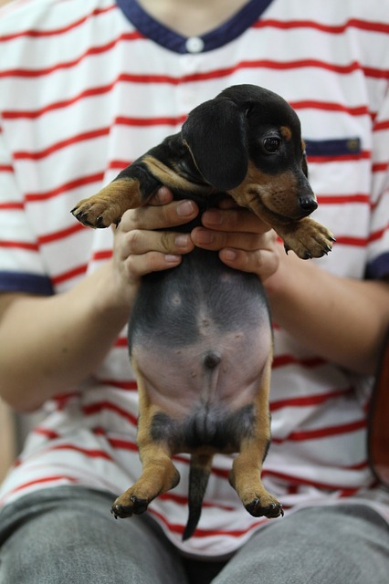 抱っこされているダックスフントの仔犬