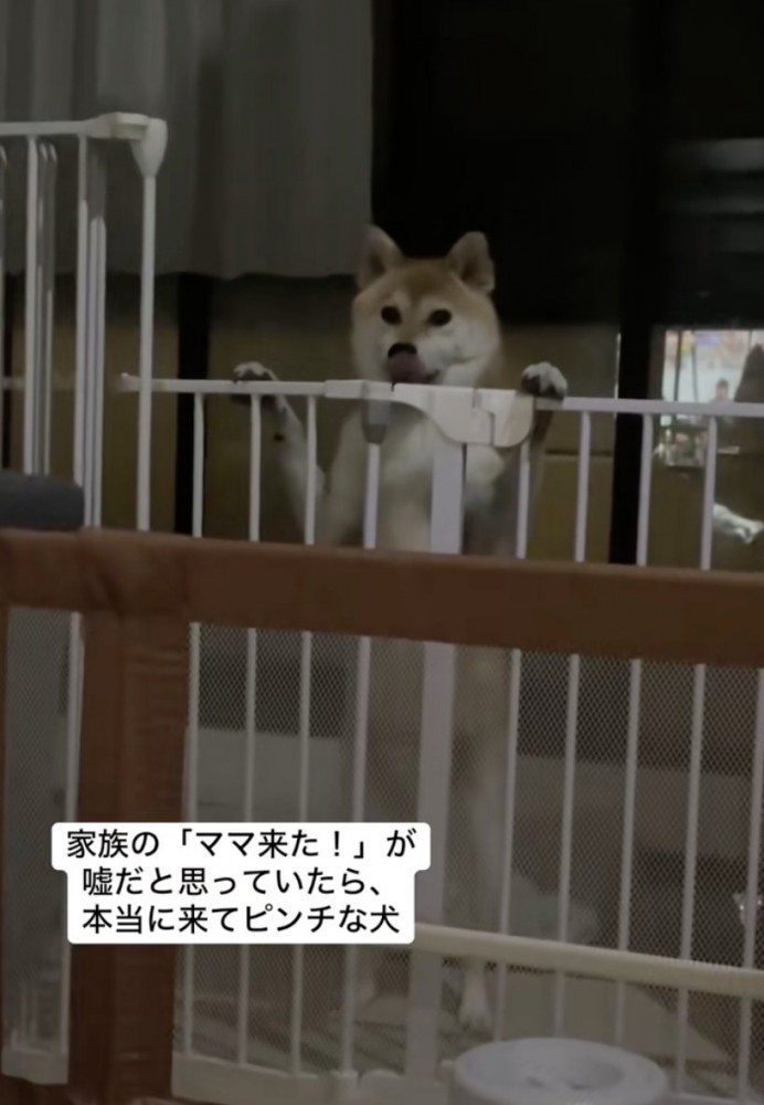 急な柵ペロペロ