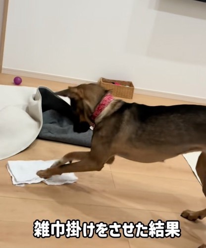 雑巾掛けする犬