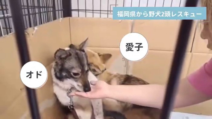 愛子ちゃんが家庭犬になるまで2