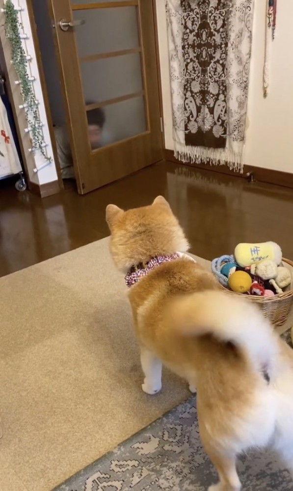 尻尾ブンッ！！