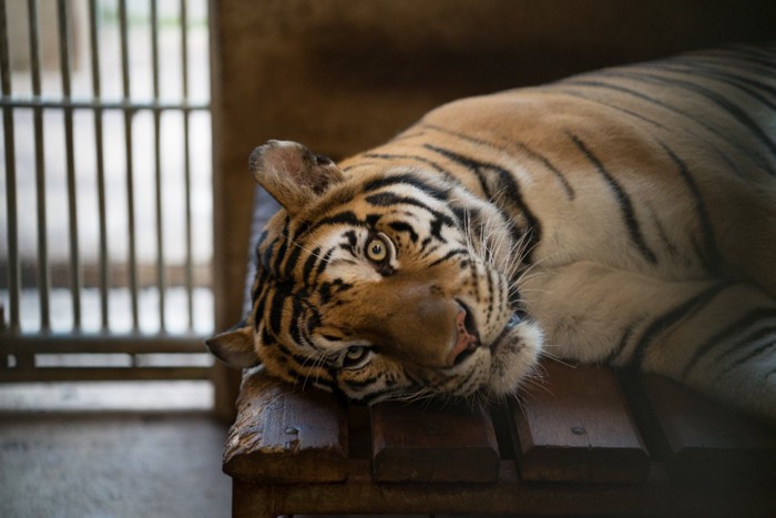 動物園のケージの中の虎