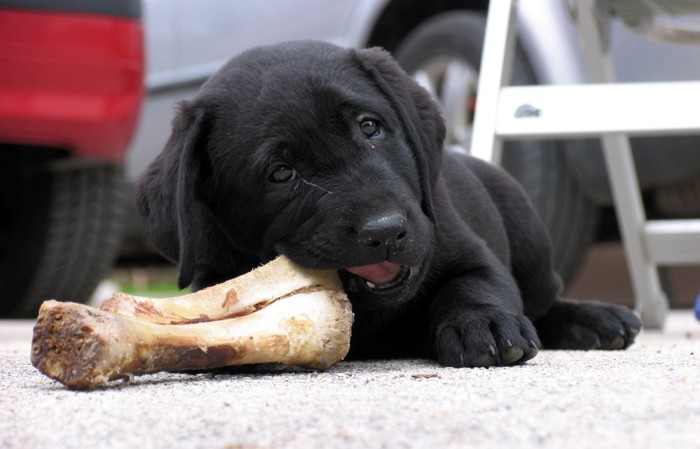 骨をかじる黒い犬