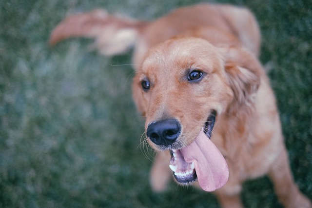 犬はhappyな顔が一番