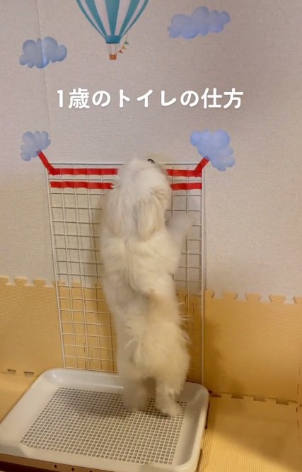 腰を振るもちちゃん