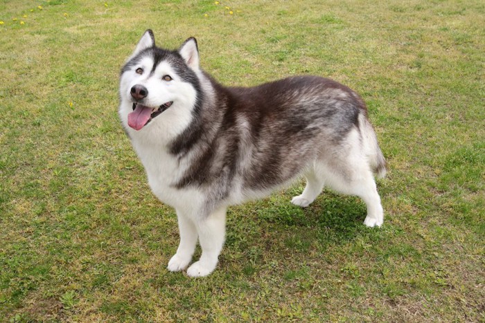 芝生の上に立つハスキー犬