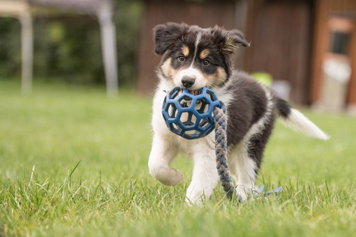ボール型おもちゃを咥える犬