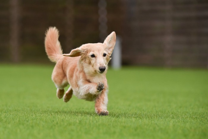 走る犬