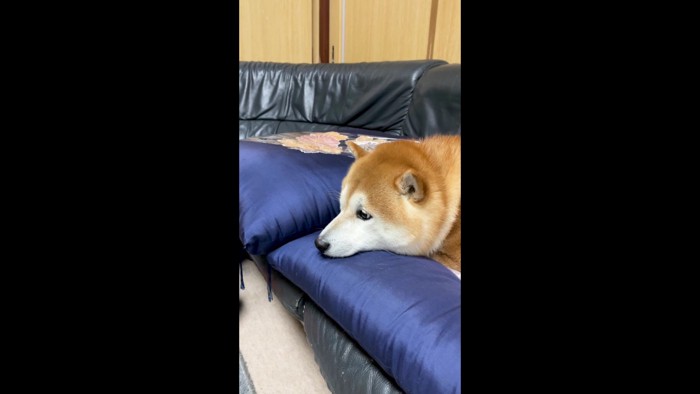 柴犬の「らんまる」ちゃん