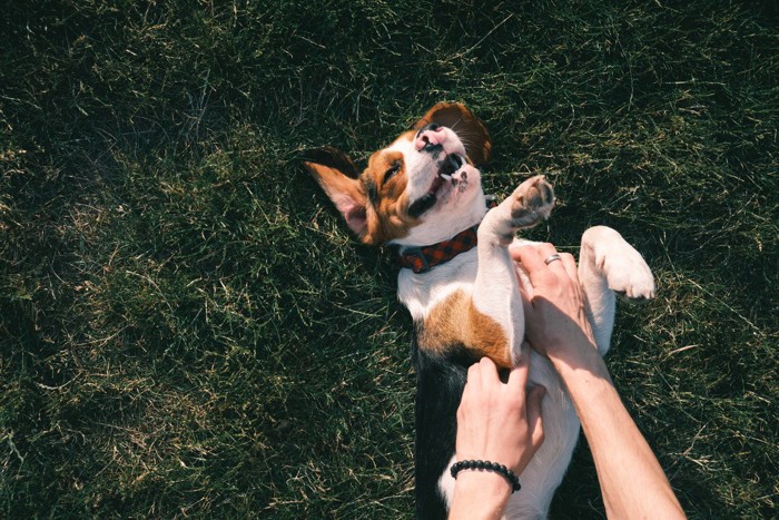 お腹を見せる犬