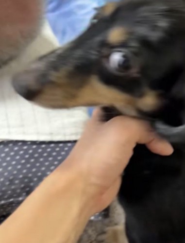 飼い主に止められる犬