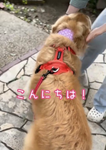 3人目に撫でられる犬