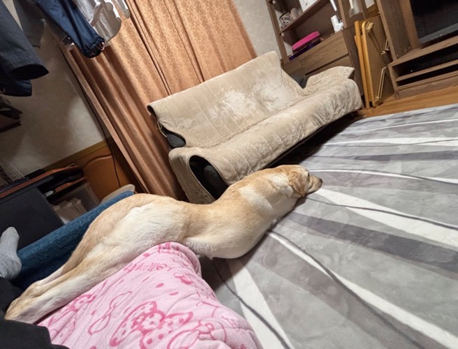 ソファから滑り落ちる犬2