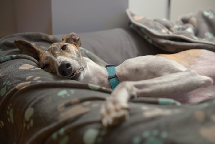 少し目を開ける犬